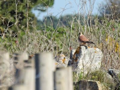 Complejo Intermareal Umia-O Grove Complejo Intermareal Umia-O Grove