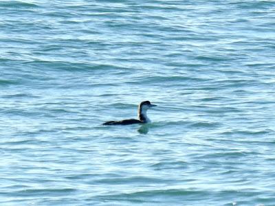 Complejo Intermareal Umia-O Grove Complejo Intermareal Umia-O Grove