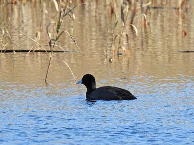Complejo Intermareal Umia-O Grove Complejo Intermareal Umia-O Grove