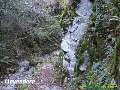 Llavandera en la ruta de Beyu Pen