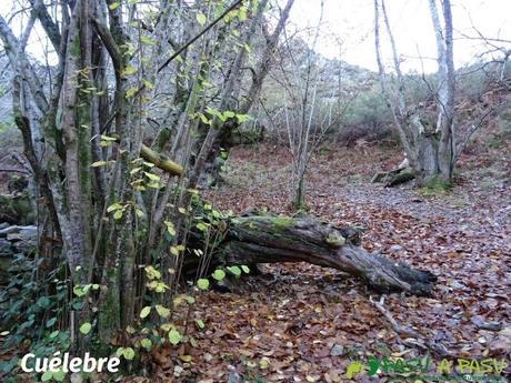 Cuélebre en la ruta de Beyu Pen