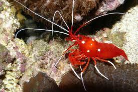 ¿Qué significado tiene soñar con camarones? ¿Qué significado tiene soñar con camarones?