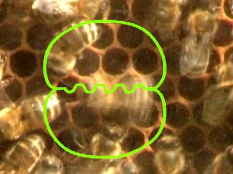 Historia de las abejas Imagen de previsualización de YouTube