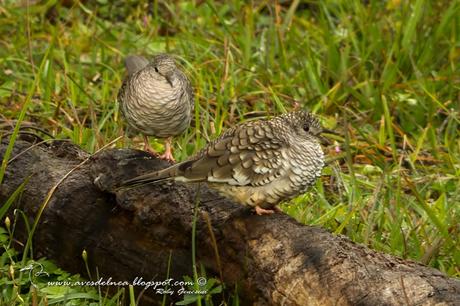 Torcacita escamada (Scaled dove) Columbina squammata