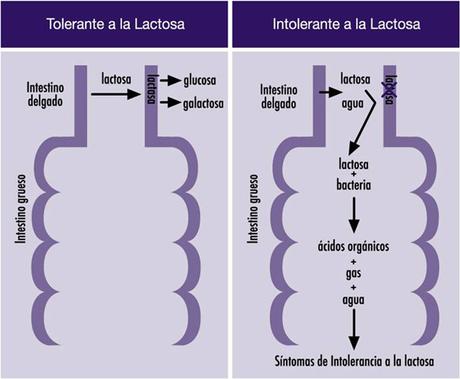 ¿La lactosa es mala?