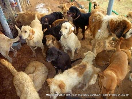 Hombre indio se ocupa de 735 perros que nadie más quiere rakesh-shukla-dogs4