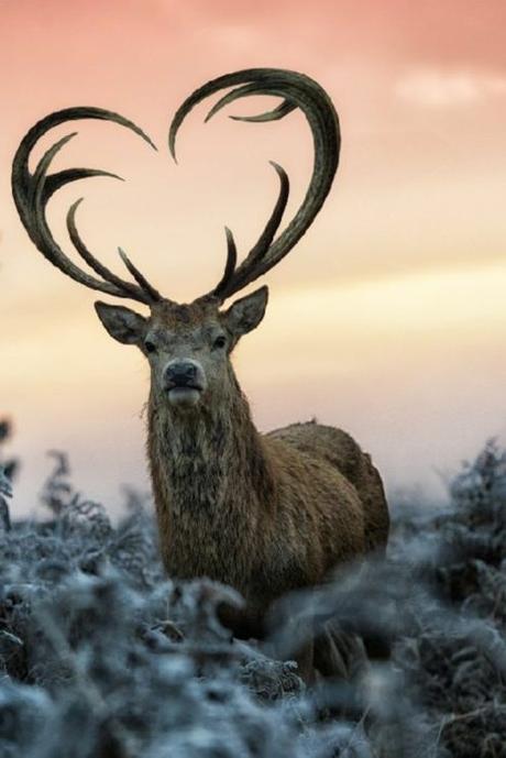 15 animales que llevan su corazón “tatuado” en el pelaje 15 animales que llevan su corazón “tatuado” en el pelaje