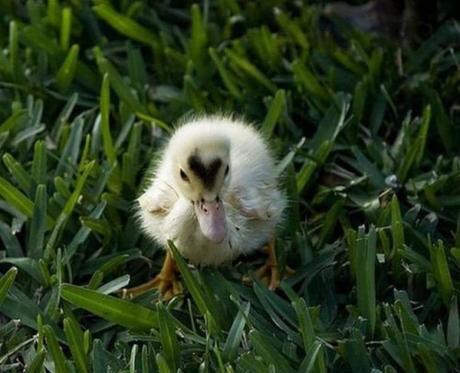 15 animales que llevan su corazón “tatuado” en el pelaje 15 animales que llevan su corazón “tatuado” en el pelaje