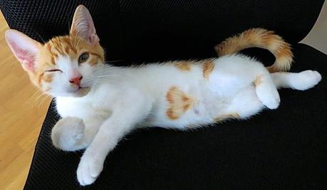 15 animales que llevan su corazón “tatuado” en el pelaje 15 animales que llevan su corazón “tatuado” en el pelaje