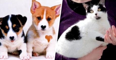 15 animales que llevan su corazón “tatuado” en el pelaje 15 animales que llevan su corazón “tatuado” en el pelaje