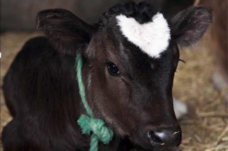 15 animales que llevan su corazón “tatuado” en el pelaje 15 animales que llevan su corazón “tatuado” en el pelaje