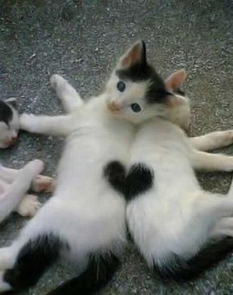 15 animales que llevan su corazón “tatuado” en el pelaje 15 animales que llevan su corazón “tatuado” en el pelaje