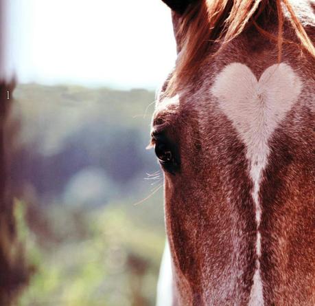 15 animales que llevan su corazón “tatuado” en el pelaje 15 animales que llevan su corazón “tatuado” en el pelaje