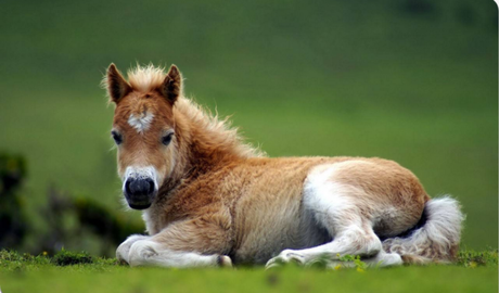 15 animales que llevan su corazón “tatuado” en el pelaje 15 animales que llevan su corazón “tatuado” en el pelaje