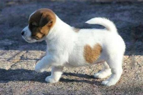 15 animales que llevan su corazón “tatuado” en el pelaje 15 animales que llevan su corazón “tatuado” en el pelaje