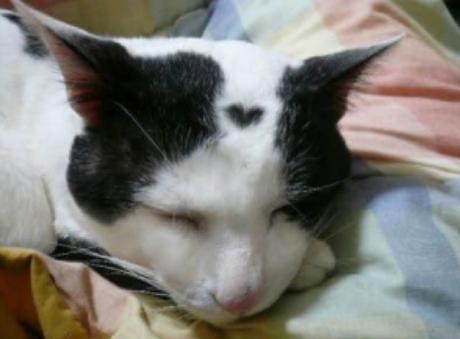 15 animales que llevan su corazón “tatuado” en el pelaje 15 animales que llevan su corazón “tatuado” en el pelaje