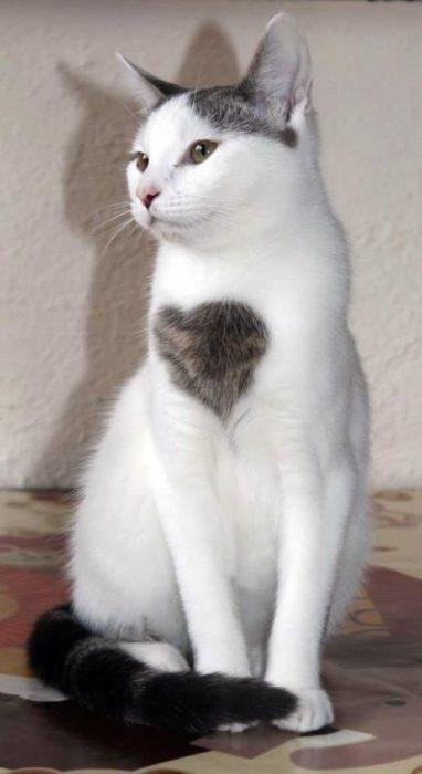 15 animales que llevan su corazón “tatuado” en el pelaje 15 animales que llevan su corazón “tatuado” en el pelaje