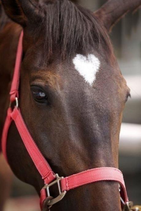 15 animales que llevan su corazón “tatuado” en el pelaje 15 animales que llevan su corazón “tatuado” en el pelaje