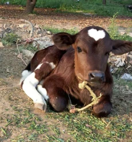 15 animales que llevan su corazón “tatuado” en el pelaje 15 animales que llevan su corazón “tatuado” en el pelaje
