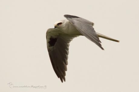 Milano blanco (White-tailed Kite) Elanus leucurus