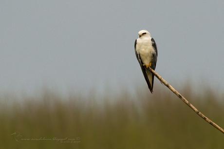 Milano blanco (White-tailed Kite) Elanus leucurus