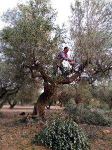 El olivo que quería ser tan bello como la flor del almendro