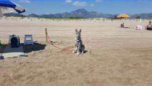 Playas para perros en Costa del Azahar y Costa de Valencia Playa Can Gandia