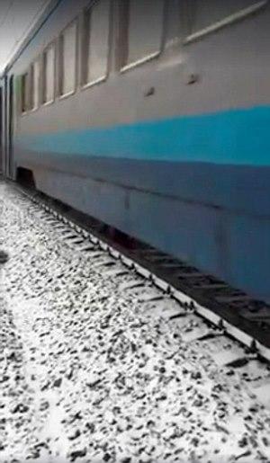 Perro protege a otro del tren en Ucrania