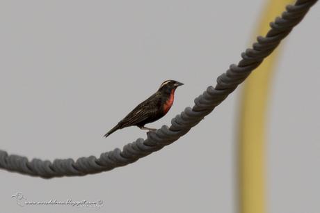 Pecho colorado (White-browed Blackbird) Sturnella superciliaris