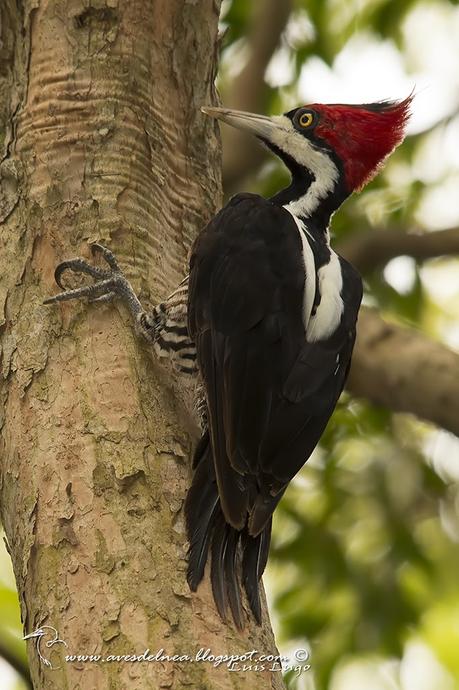 Carpintero garganta negra (Crimson-crested Woodpecker) Campephilus melanoleucos