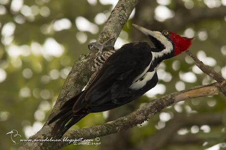 Carpintero garganta negra (Crimson-crested Woodpecker) Campephilus melanoleucos