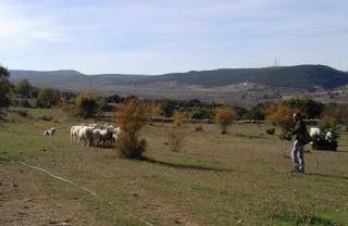 Pastores por un día