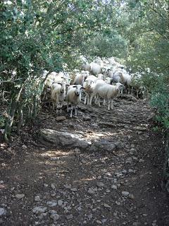 Pastores por un día