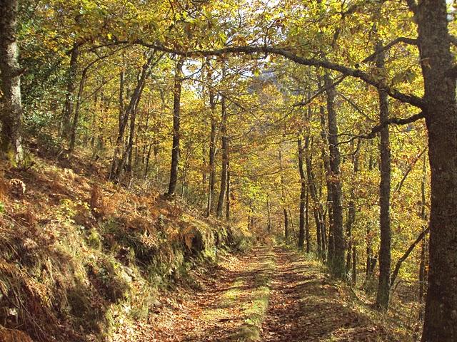 Serra de Ancares - Bosque Cabana Vella