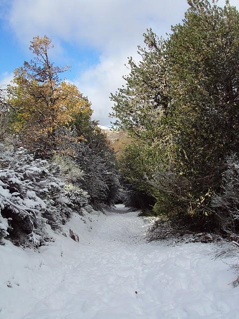 Serra de Ancares - Bosque Cabana Vella