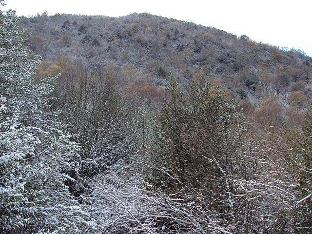 Serra de Ancares - Bosque Cabana Vella