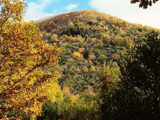 Serra de Ancares - Bosque Cabana Vella