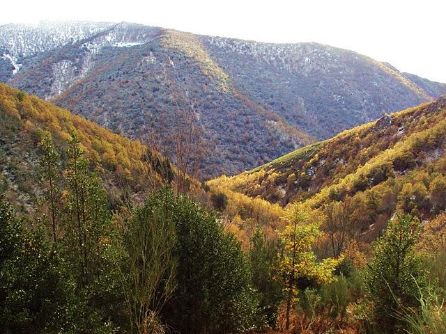 Serra de Ancares - Bosque Cabana Vella