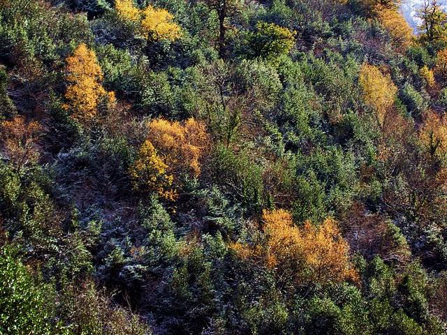 Serra de Ancares - Bosque Cabana Vella