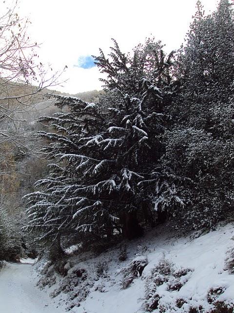 Serra de Ancares - Bosque Cabana Vella