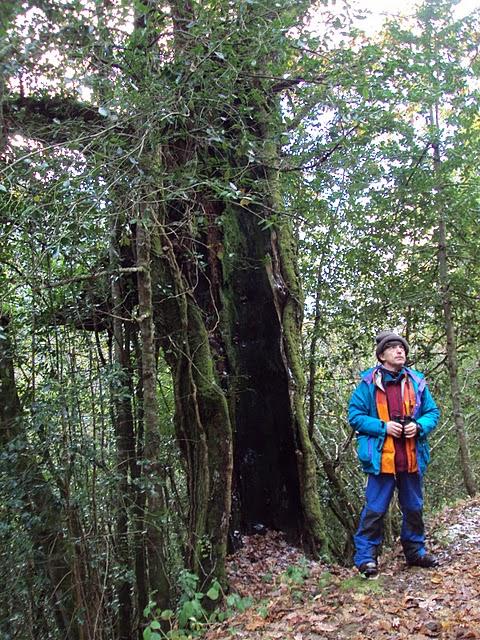 Serra de Ancares - Bosque Cabana Vella