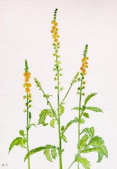 Agrimony