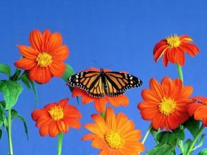 flores_y_mariposa Wallpaper paisaje flores y mariposa