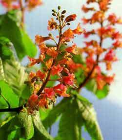 red chestnut flores de bach El origen de las Flores de Bach