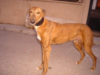 Cantoná galgo al que ya no quieren, CUENCA