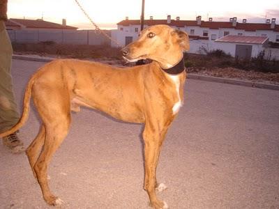 Cantoná galgo al que ya no quieren, CUENCA