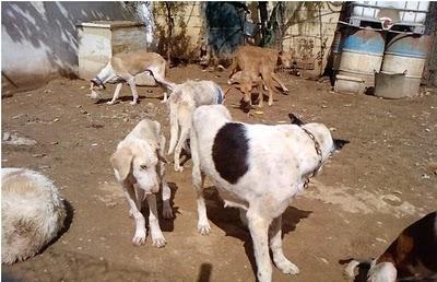 PANORAMA DESOLADOR: perros esqueléticos entre restos de cadáveres, necesitamos ayuda!!!