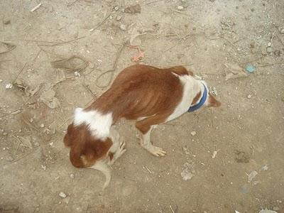 PANORAMA DESOLADOR: perros esqueléticos entre restos de cadáveres, necesitamos ayuda!!!