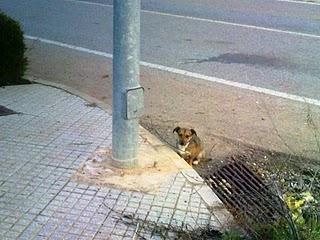 Perrito pequeño al lado de la carretera-  Provincia de Badajoz