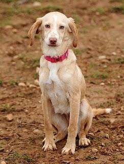 Clarita, cachorra que busca hogar. Huesca, (Aragón).